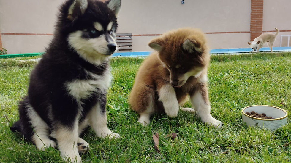 Pomsky Bluey