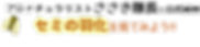 ささき隊長 セミ.png