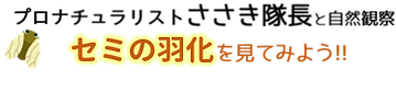 ささき隊長 セミ.png