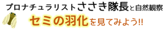 ささき隊長 セミ.png