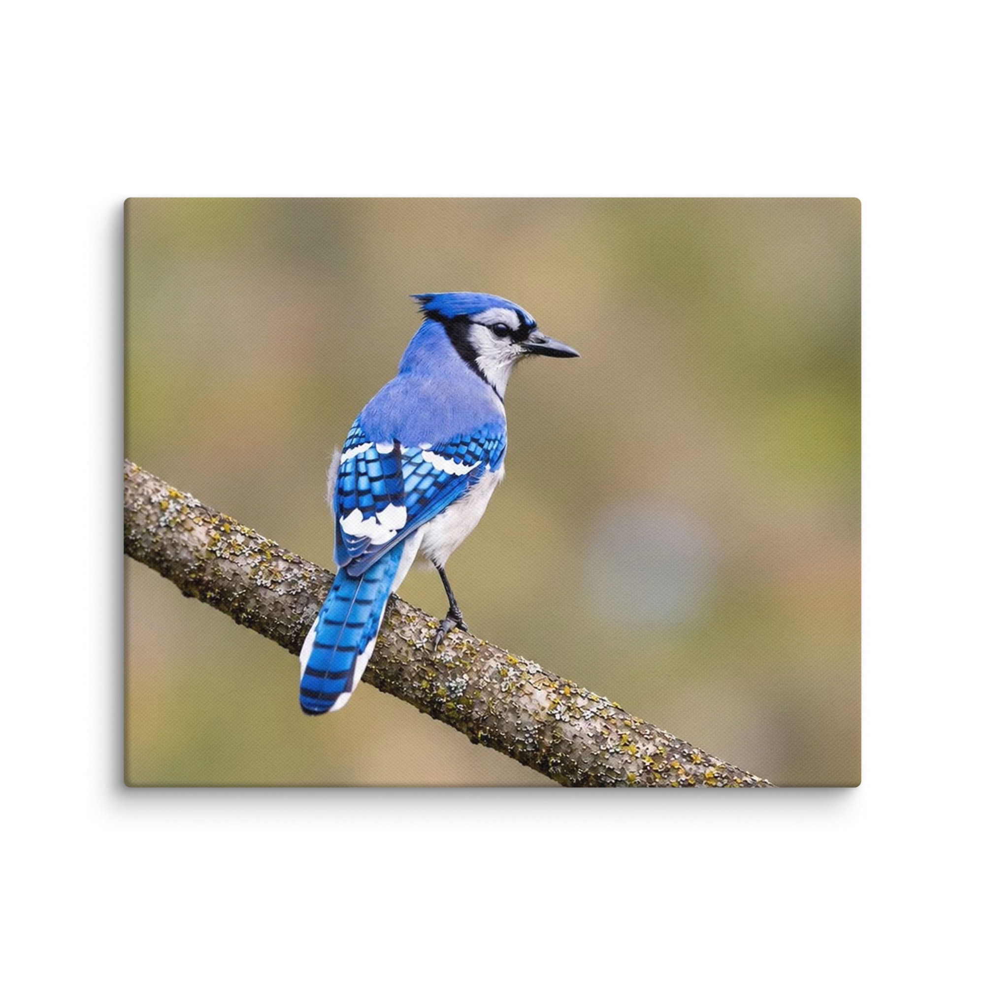 Blue Jay 8"x10" Canvas
