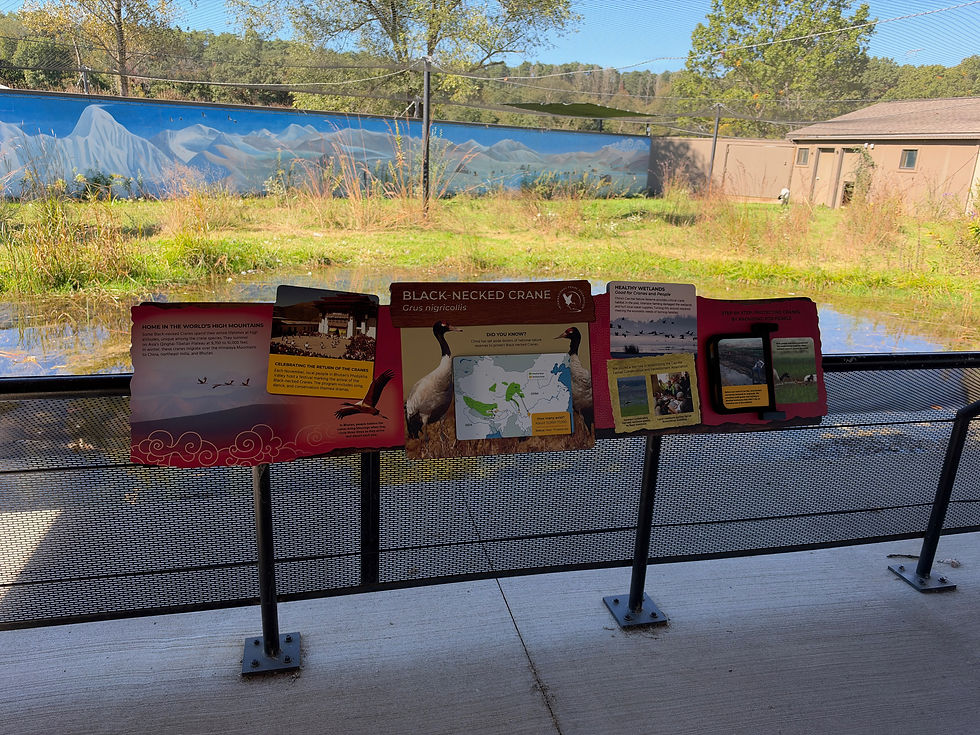 Educational display highlighting the habitat and migration of the Black-necked Crane, set against a naturalistic backdrop with vibrant murals and lush wetlands.