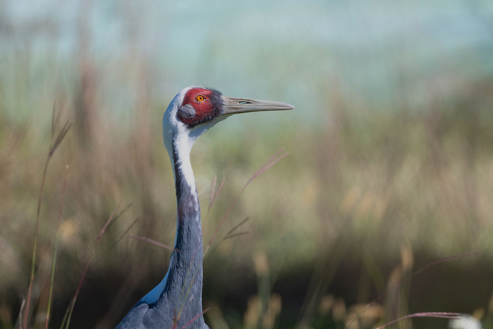 Captivating Beauty of NatureThis striking portrait captures the majestic crane, embodying elegance and grace as it stands amidst a softly blurred natural backdrop. The harmonious blend of colors and textures highlights the beauty of wildlife, reminding us of the serene enclosures that nature provides.