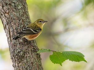 The Warbler Through the Window