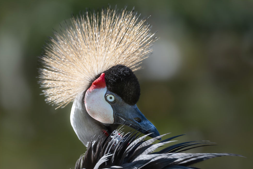 Captivating Elegance in NatureWitnessing cranes in their natural habitat is a breathtaking experience. This stunning portrait of a crowned crane highlights not only its elegant plumage but also its unique golden headdress, perfectly set against a soft, blurred backdrop. Observing these magnificent birds display their natural behaviors reminds us of the beauty and complexity of wildlife, inspiring a deeper appreciation for the wonders of nature.