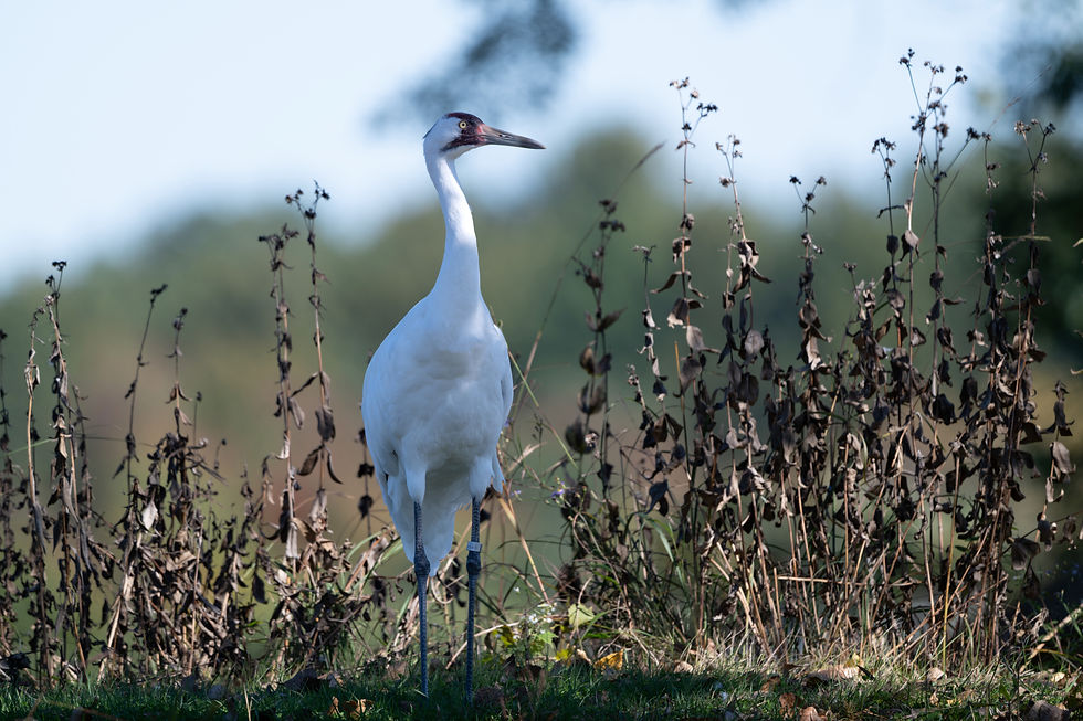 A magnificent whooping crane stands gracefully amidst the tall grass, its presence marking an awe-inspiring moment in nature's tableau.