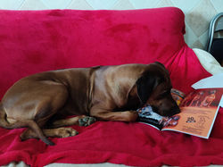 Aroa La Lloma Africana Rhodesian Ridgeback. Mandela Ridgeback Maisha.