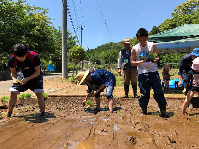 田植え体験3.jpeg