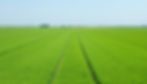 green wheat field from distance with wheel tracks on 12m spacings.jpg