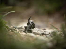 5D__8142 (Kopie).jpg