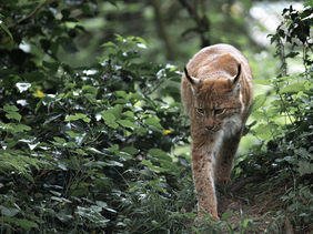 5D__7435-Bearbeitet (Kopie).JPG