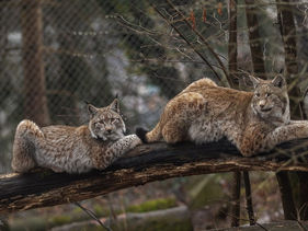 _MG_2177 2 (Kopie).jpg