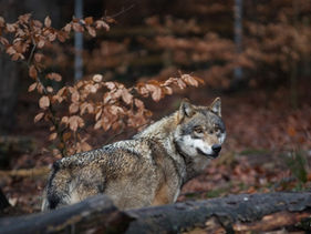 _MG_2323 2 (Kopie).jpg