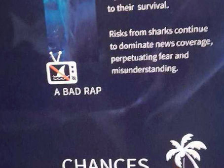Maui Ocean Center: On Sharks
