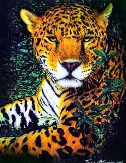 Jaguar Stare
