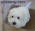 Teddy for Xmas card (2)[91]_edited.jpg