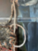 Thumbnail: Fossilized Lobster 77x102cm Diptych
