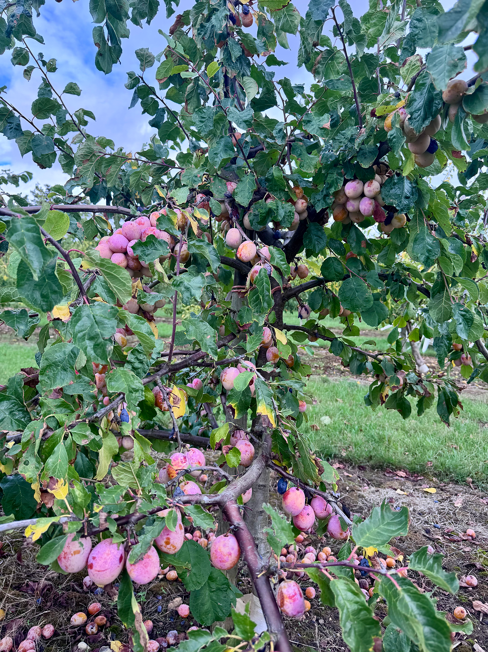 Thumbnail: Warwickshire Drooper Plum Tree