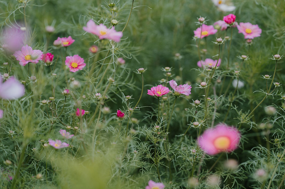 Blühende Cosmea-Pflanzen aus nachhaltigem Slowflower-Anbau auf dem Feld