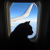 Flugpaten