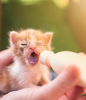 Kitten füttern