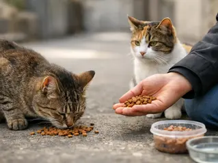 Straßenkatzen füttern - sinnvoll oder riskant?