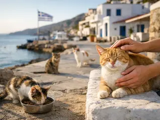 Straßenkatzen auf Kreta helfen - so geht es