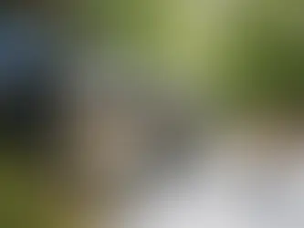 TNR-Methode bei Katzen erklärt