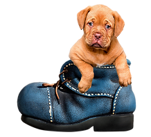 PNGPIX-COM-Puppy-Dog-PNG-Transparent-Ima