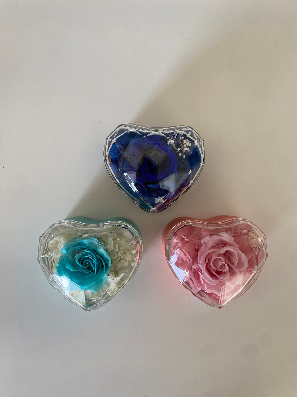 Miniatura: Rosa Olympia