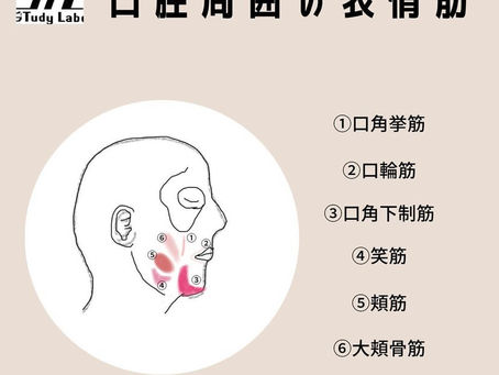 口腔周囲の表情筋