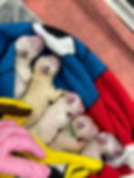 Puppies after C section