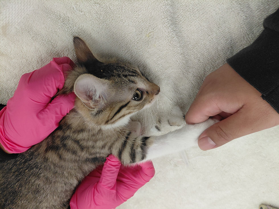 A rescued kitten from street. 