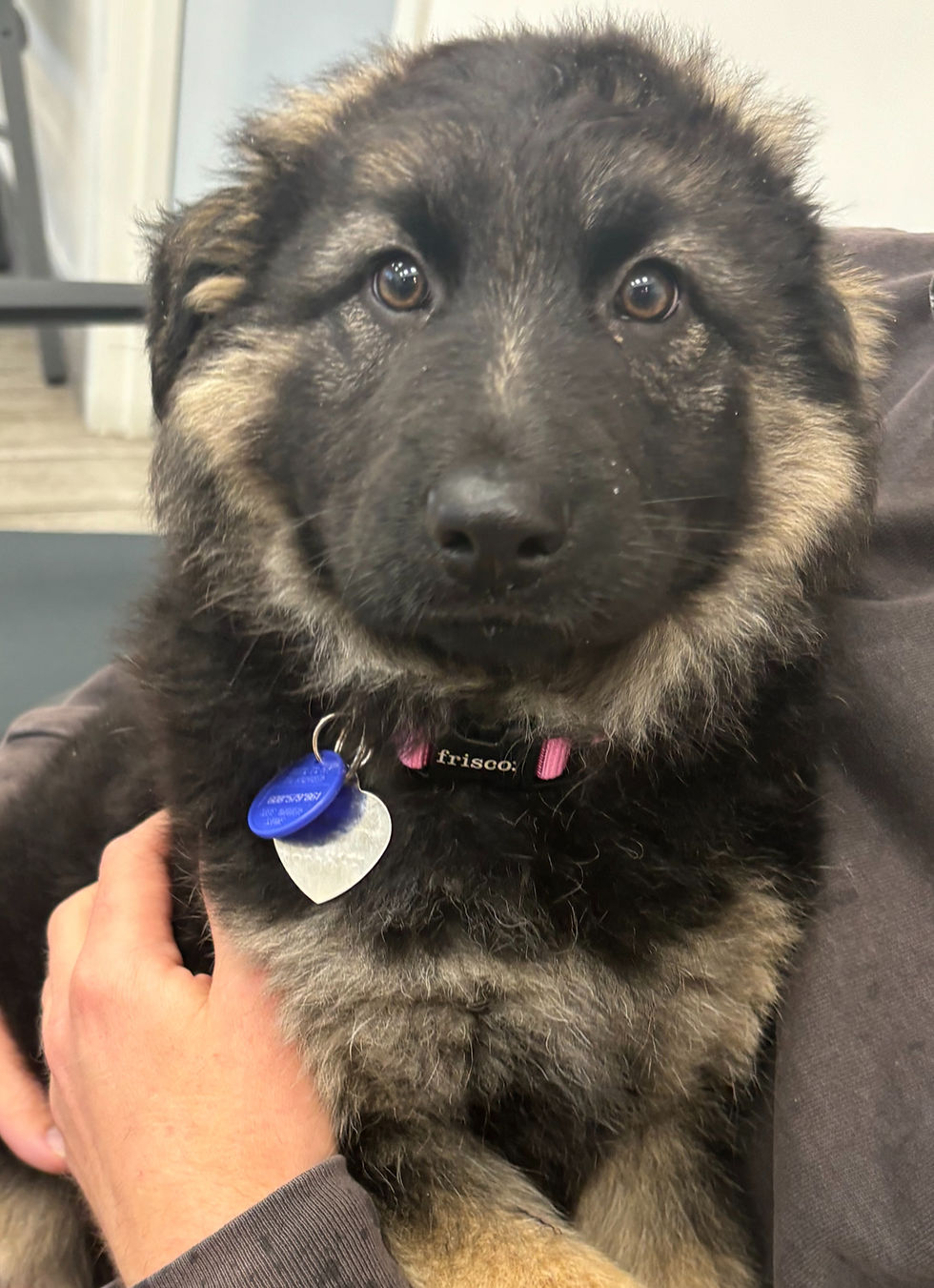 German shepherd puppy _edited