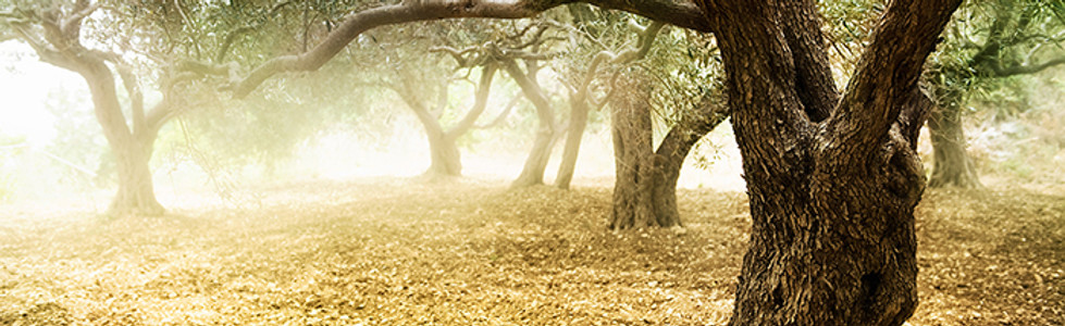Olive Grove