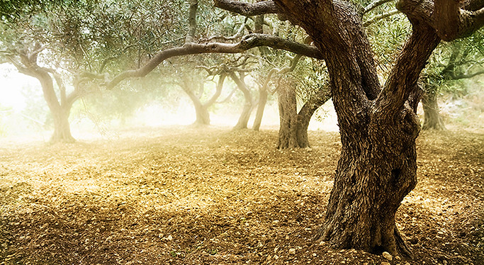Olive Grove