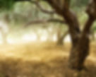 Olive Grove