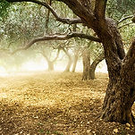 Olive Grove