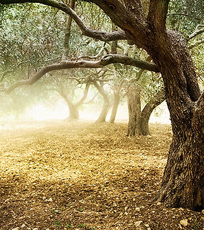 Olive Tree Grove
