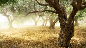 “Hook in the jaw": Gog and Magog Alliance Part 3: God’s Covenant Promises – The Blessed Land