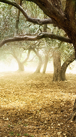 Olive Grove
