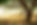 Olive Grove