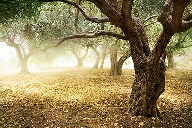 תמונת משרדי Olea Finance – פירמת בוטיק לתכנון וליווי פיננסי