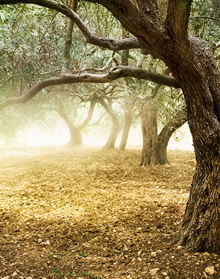 Olive Grove