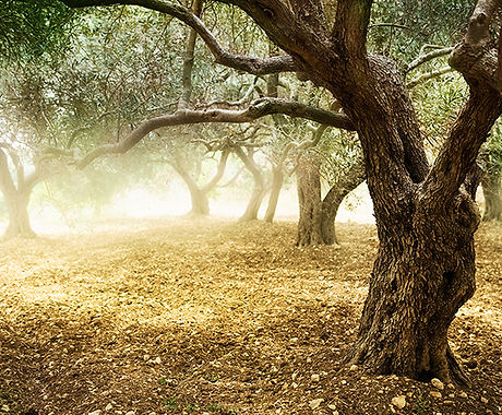 Olive Grove