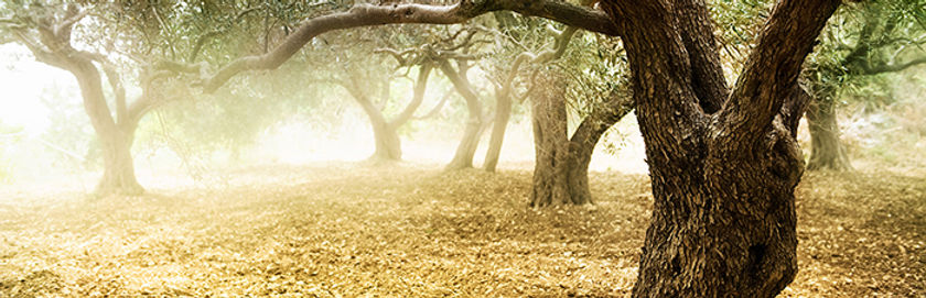 Olive Tree Grove
