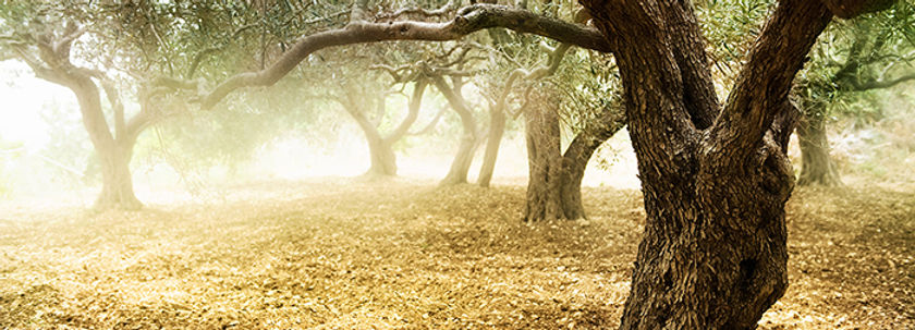 Olive Grove