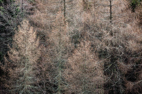 Wald XVII
