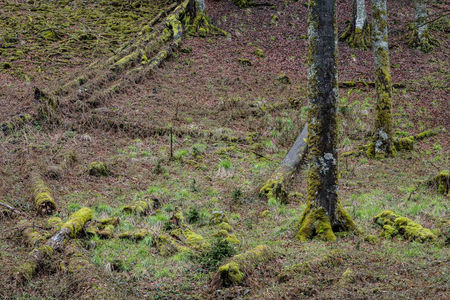 Schwarzwald XXVIII