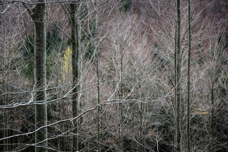 Schwarzwald XL
